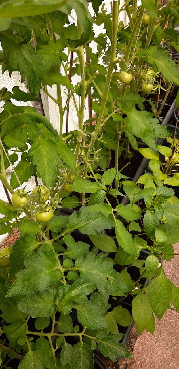 tomaten in kas