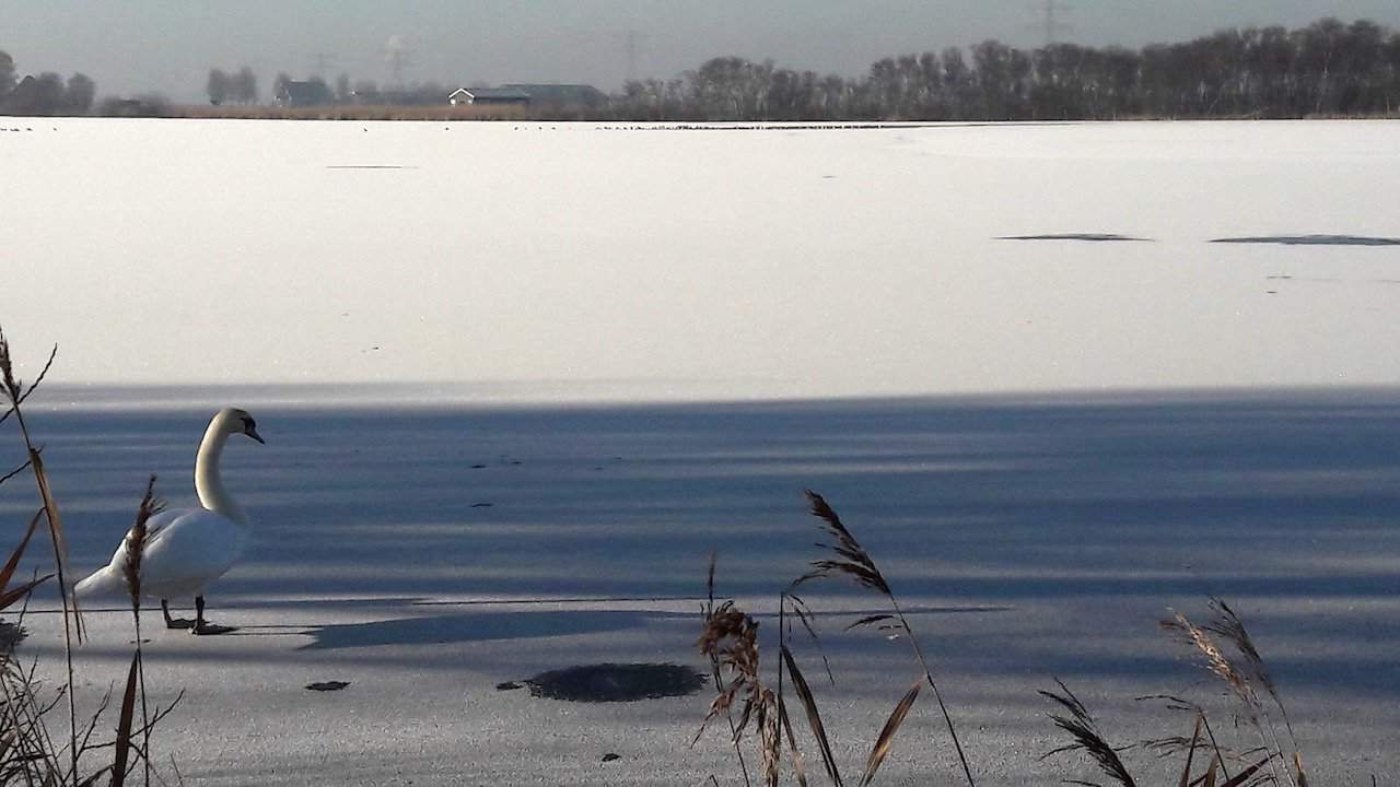 zwaan-op-bevroren-Ham